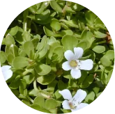 Brand photo for Bacopa monnieri extract